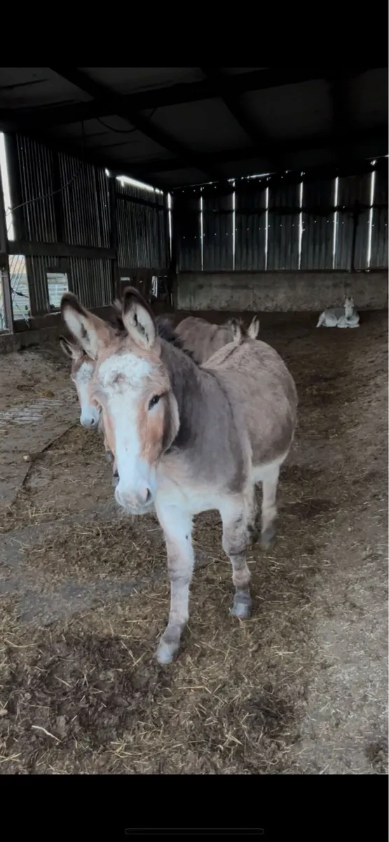 Selection of donkeys in foal - Image 1