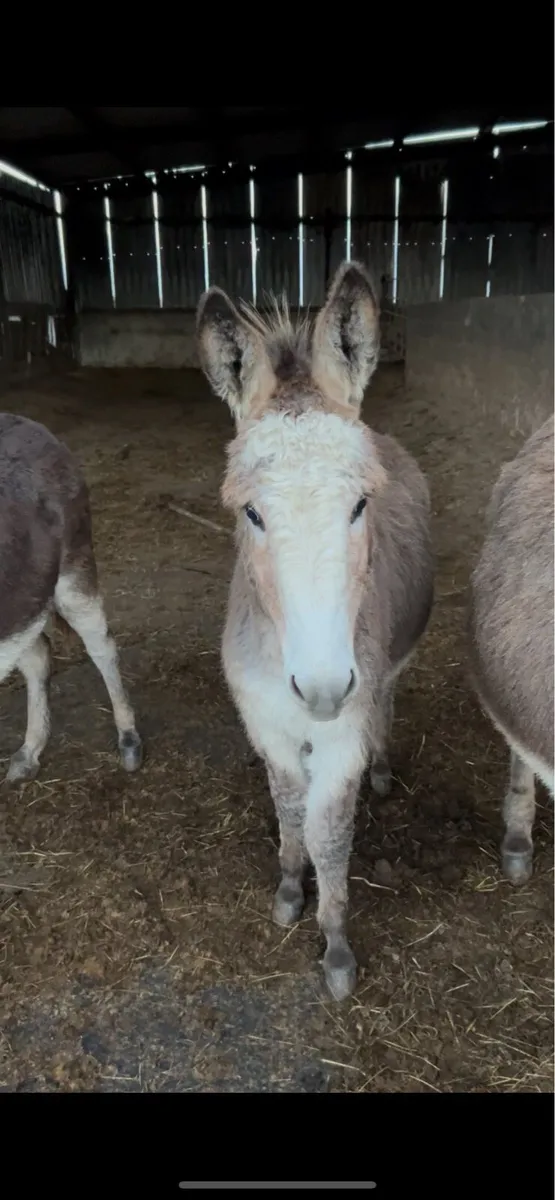 Selection of donkeys in foal - Image 2