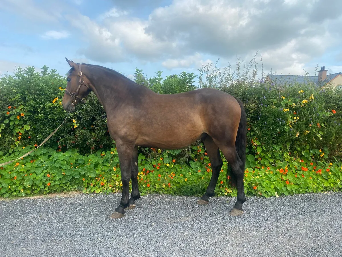 3yo ID X Gelding - Image 1