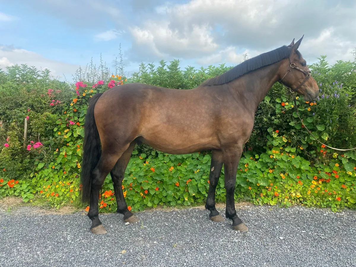 3yo ID X Gelding - Image 2