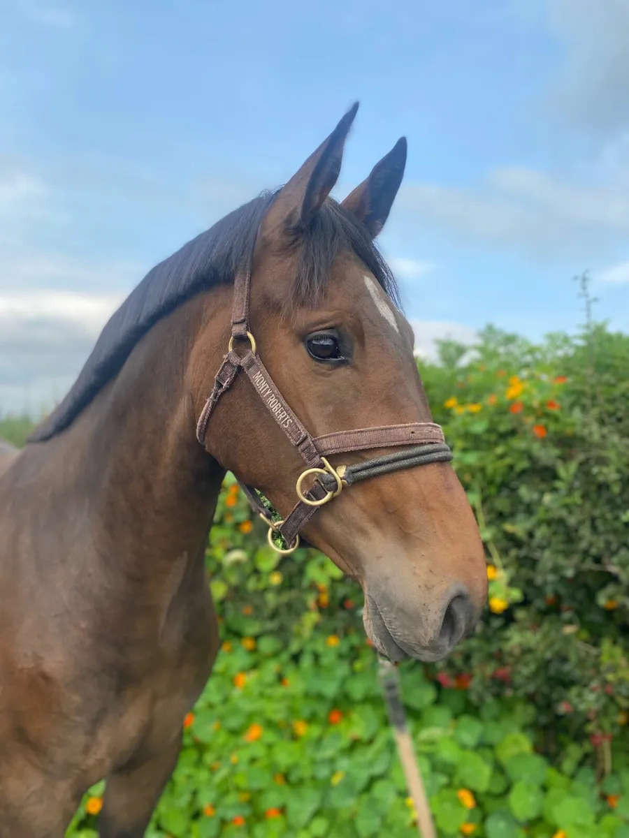 3yo ID X Gelding - Image 3