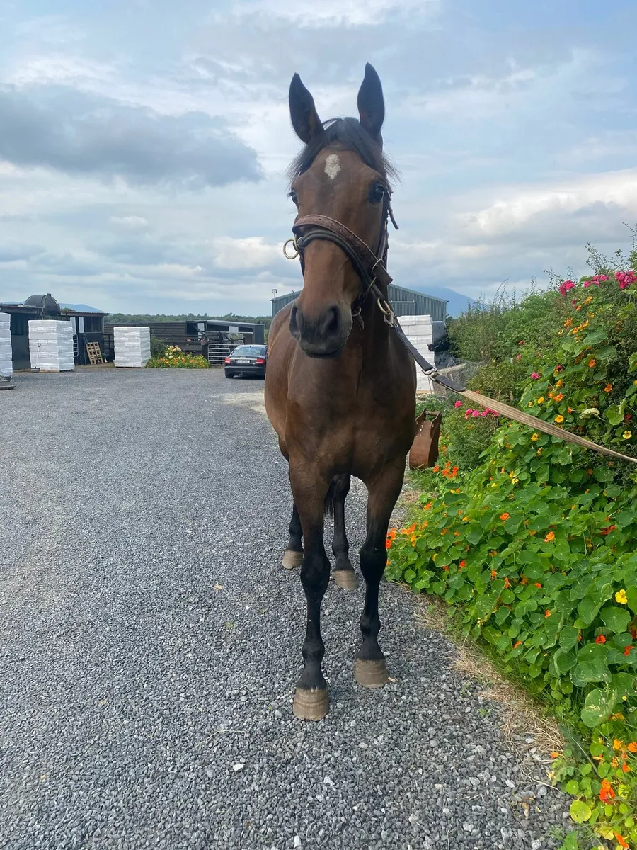 3yo ID X Gelding - Image 4