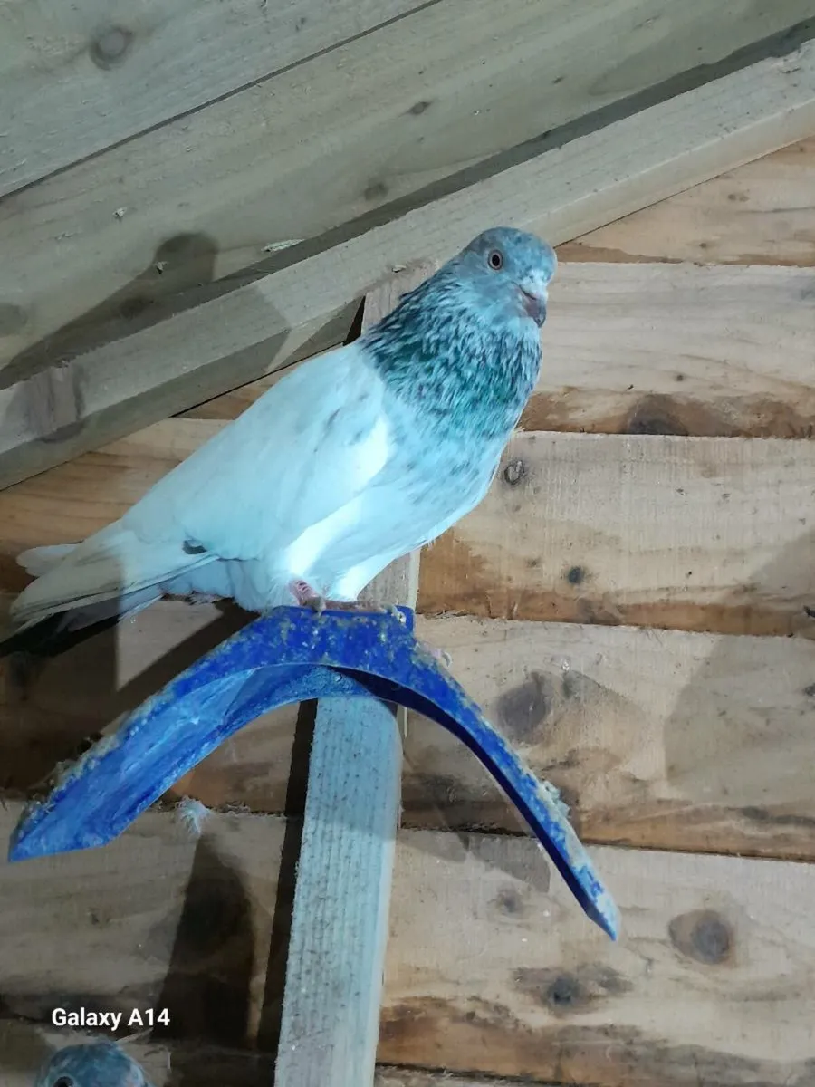 URGENT SELL Racer and high flyer pigeons for sale - Image 2