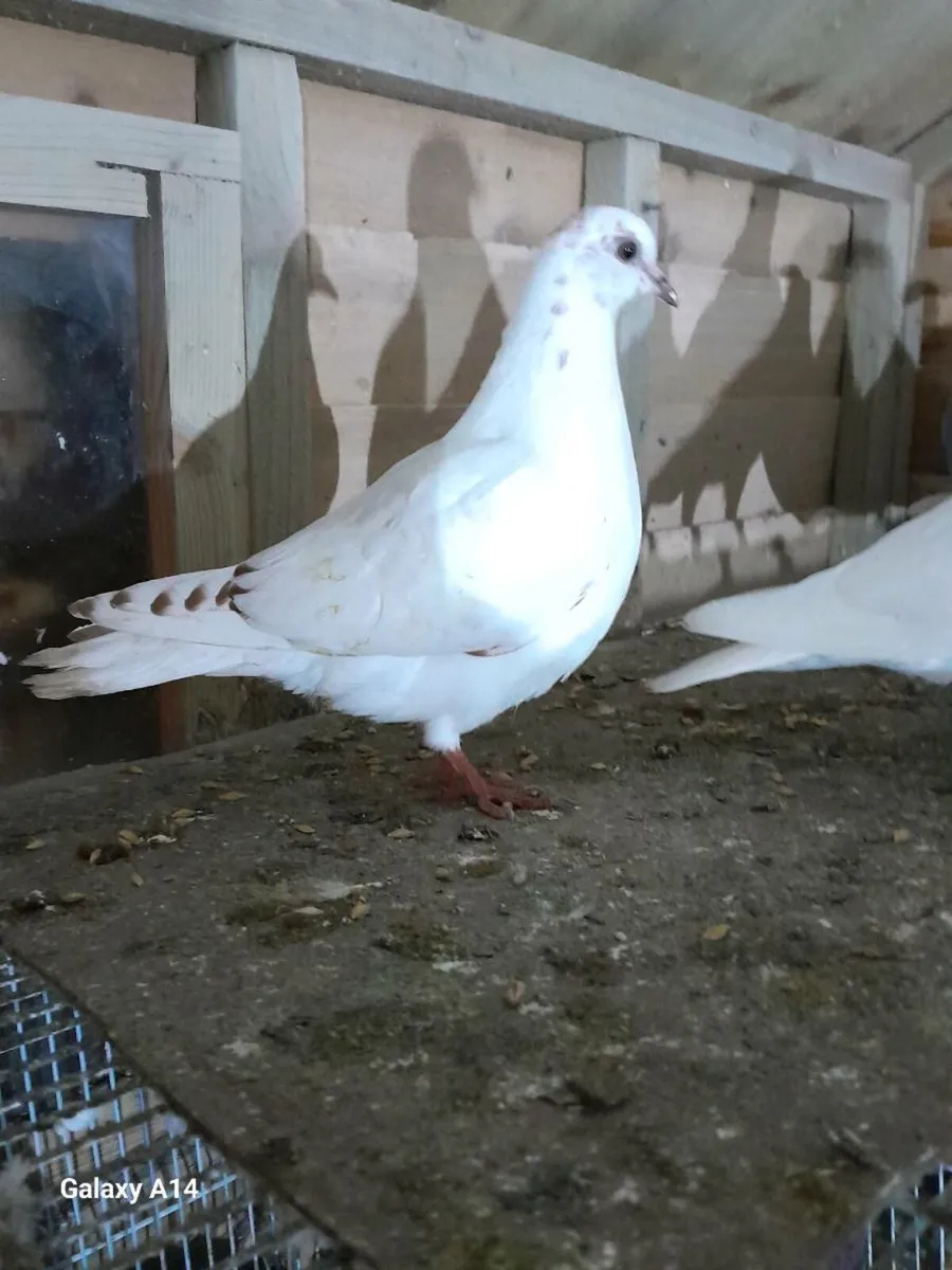 URGENT SELL Racer and high flyer pigeons for sale - Image 3