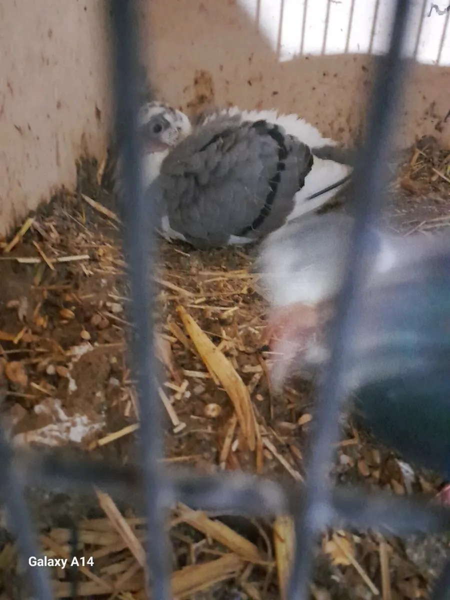 URGENT SELL Racer and high flyer pigeons for sale - Image 4
