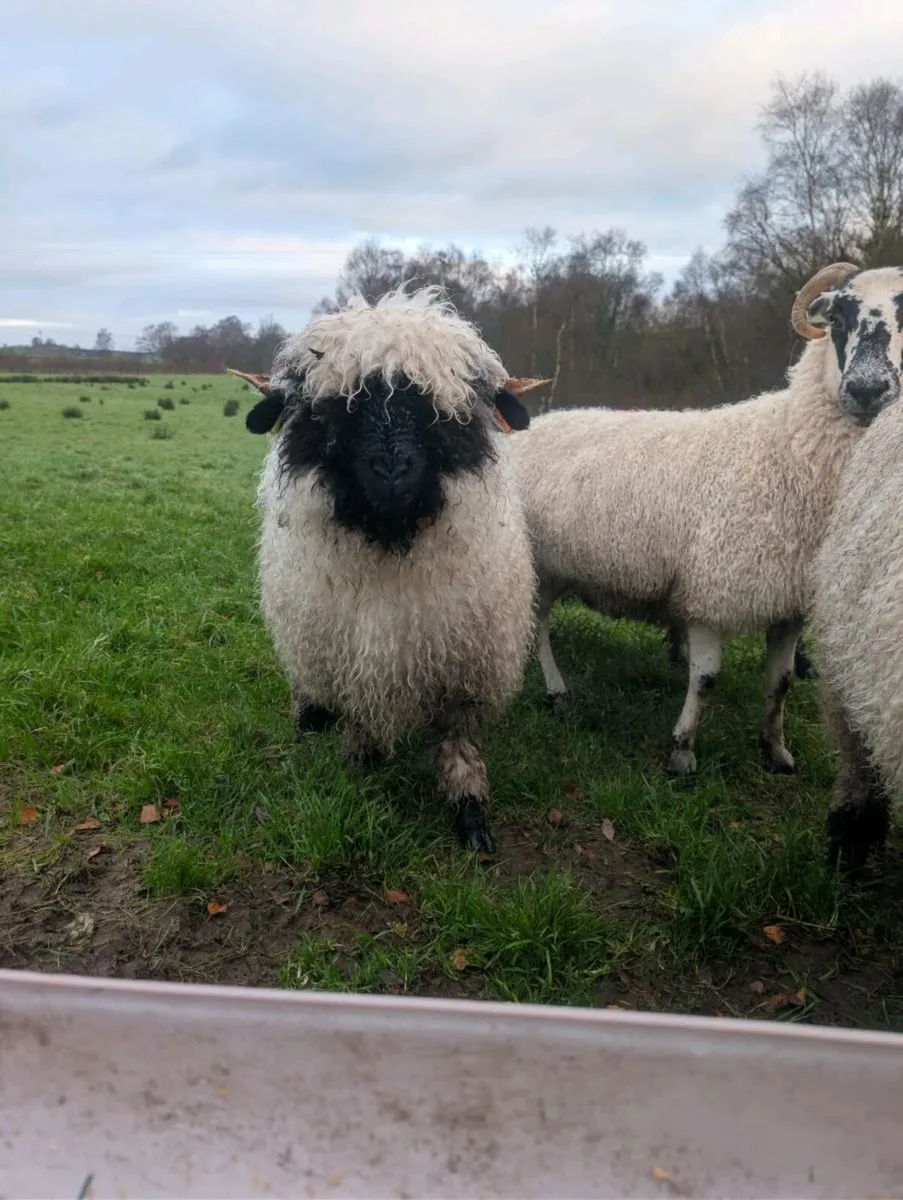 Valais Blacknose Sheep - Image 2