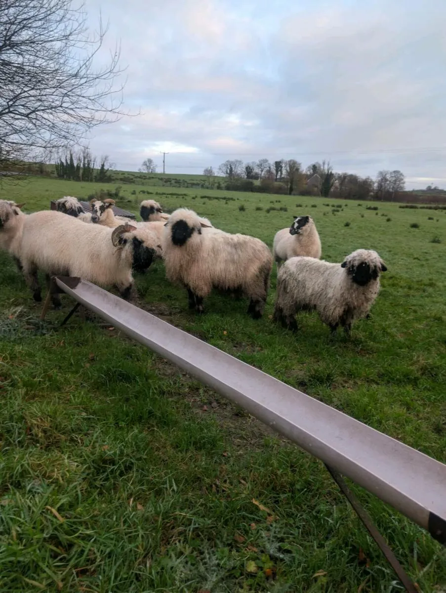 Valais Blacknose Sheep - Image 3