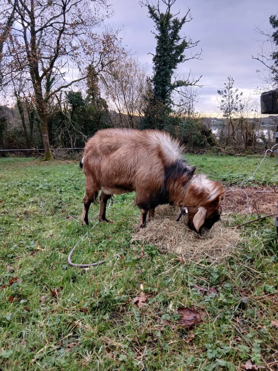 Animals Nubian buck for sale - Image 1