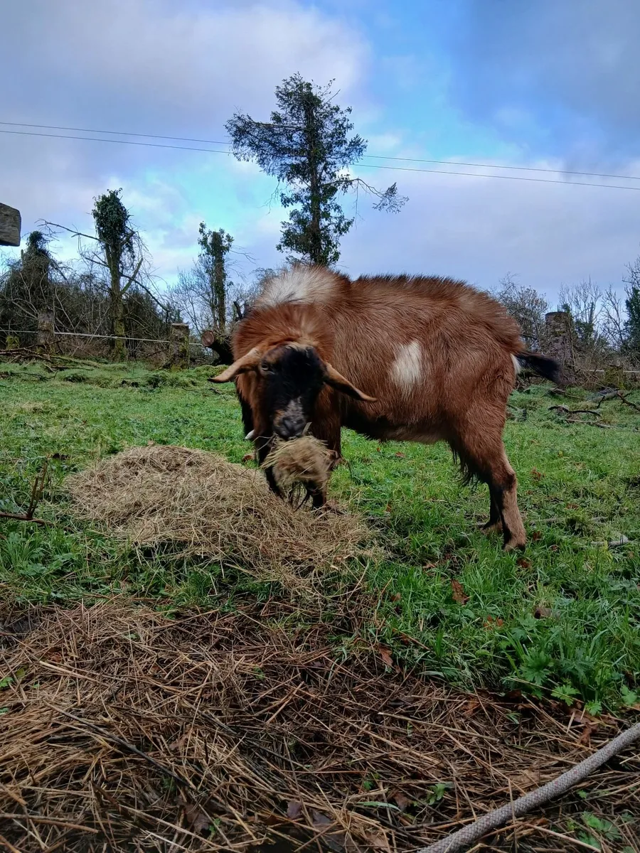 Animals Nubian buck for sale - Image 2