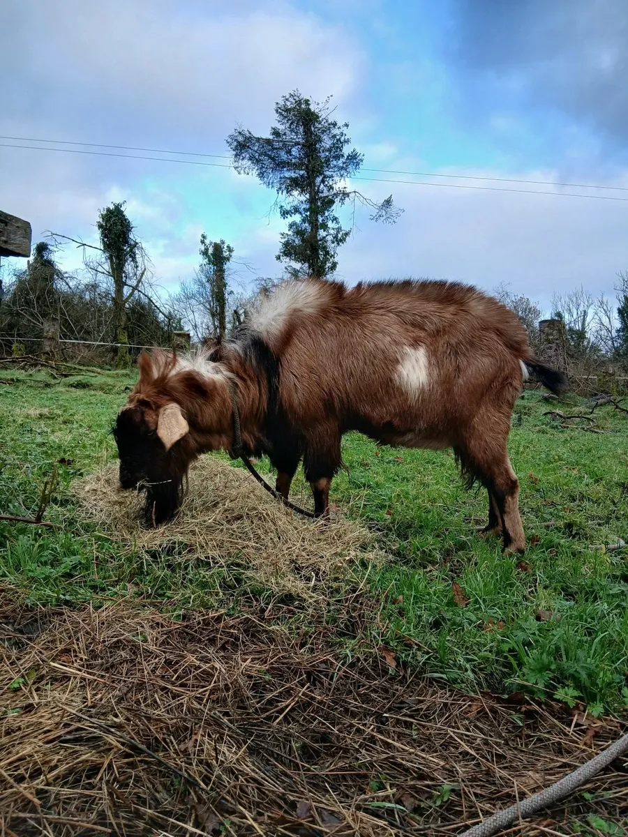 Animals Nubian buck for sale - Image 3