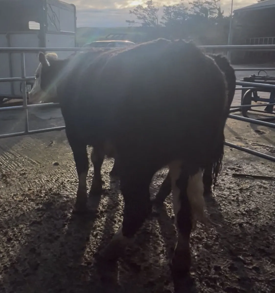 2 19 mnth old heifers Kilrush mart Wednesday 19th - Image 1