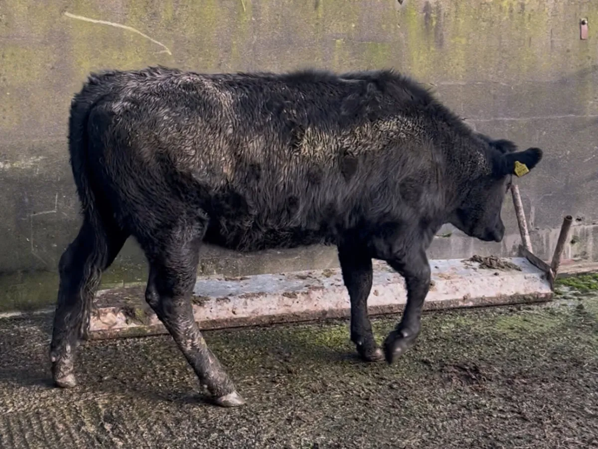 2 19 mnth old heifers Kilrush mart Wednesday 19th - Image 2