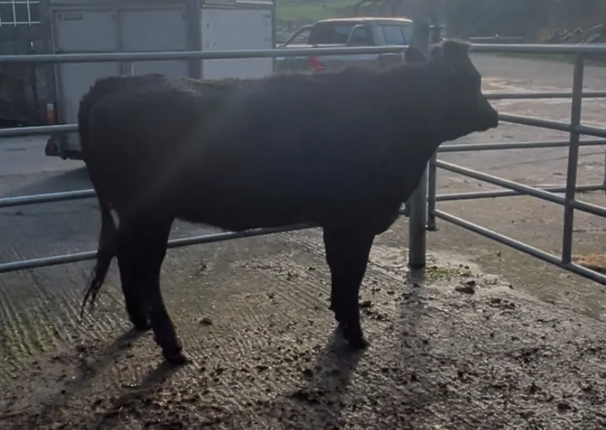 2 19 mnth old heifers Kilrush mart Wednesday 19th - Image 3