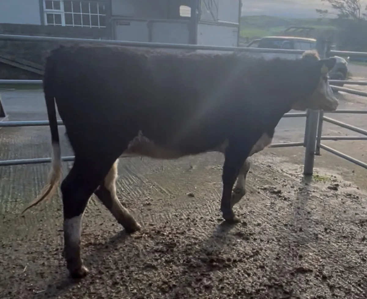 2 19 mnth old heifers Kilrush mart Wednesday 19th - Image 4