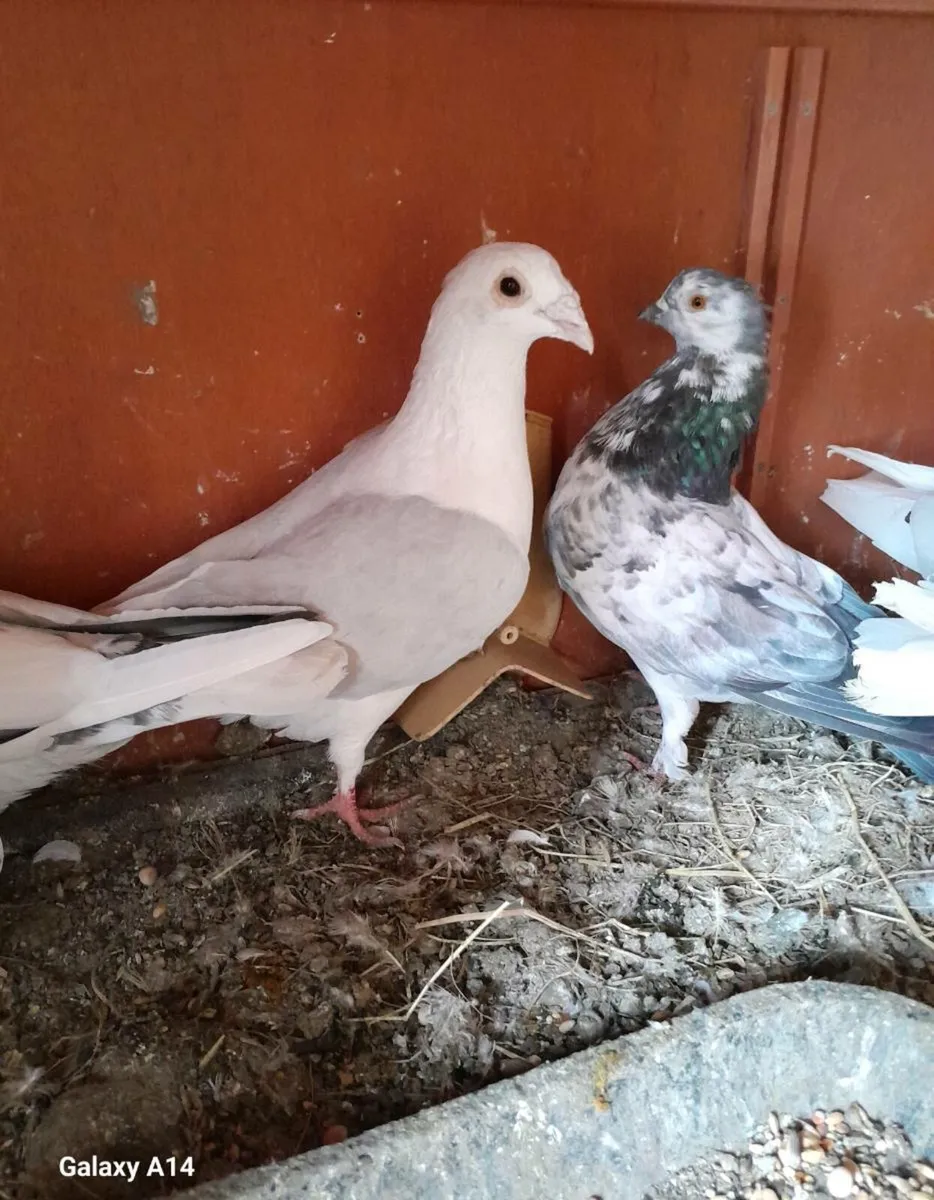 URGENT SELL Racer and high flyer pigeons for sale - Image 1