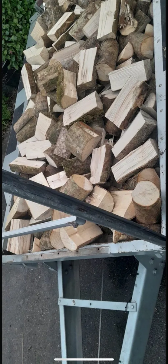 Ash firewood timber - Image 2