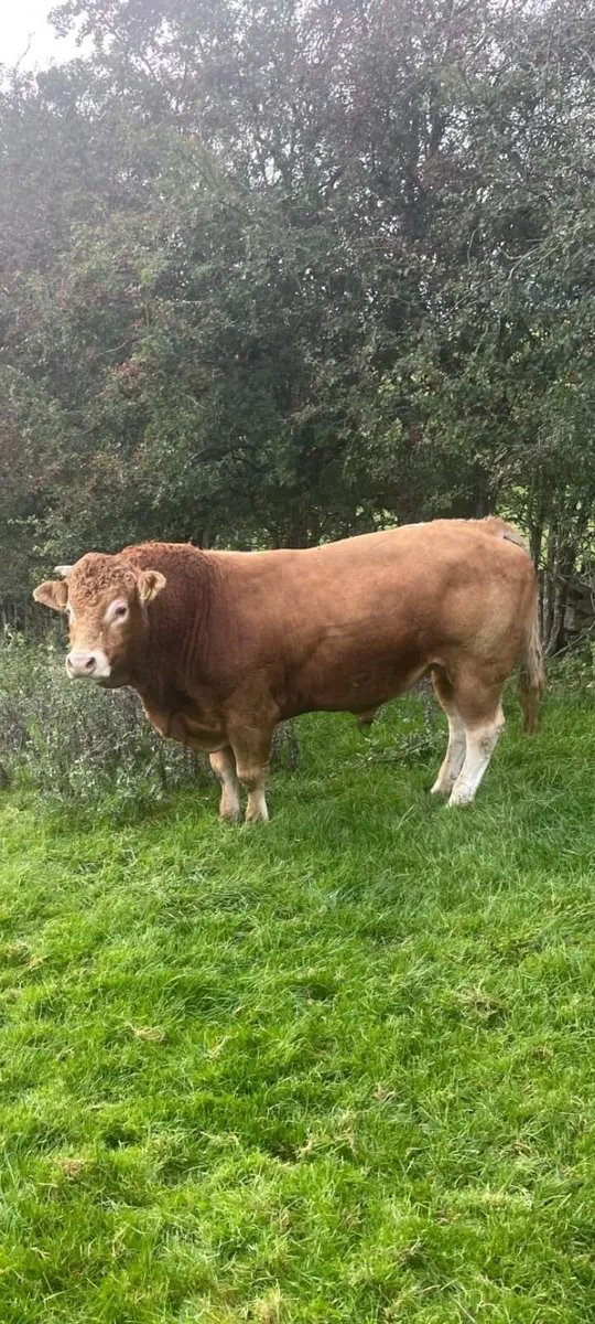 Wanted lm bull for heifers