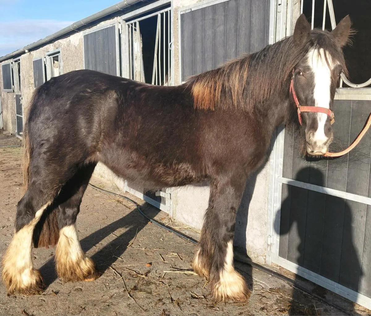 3yrs cob filly - Image 1