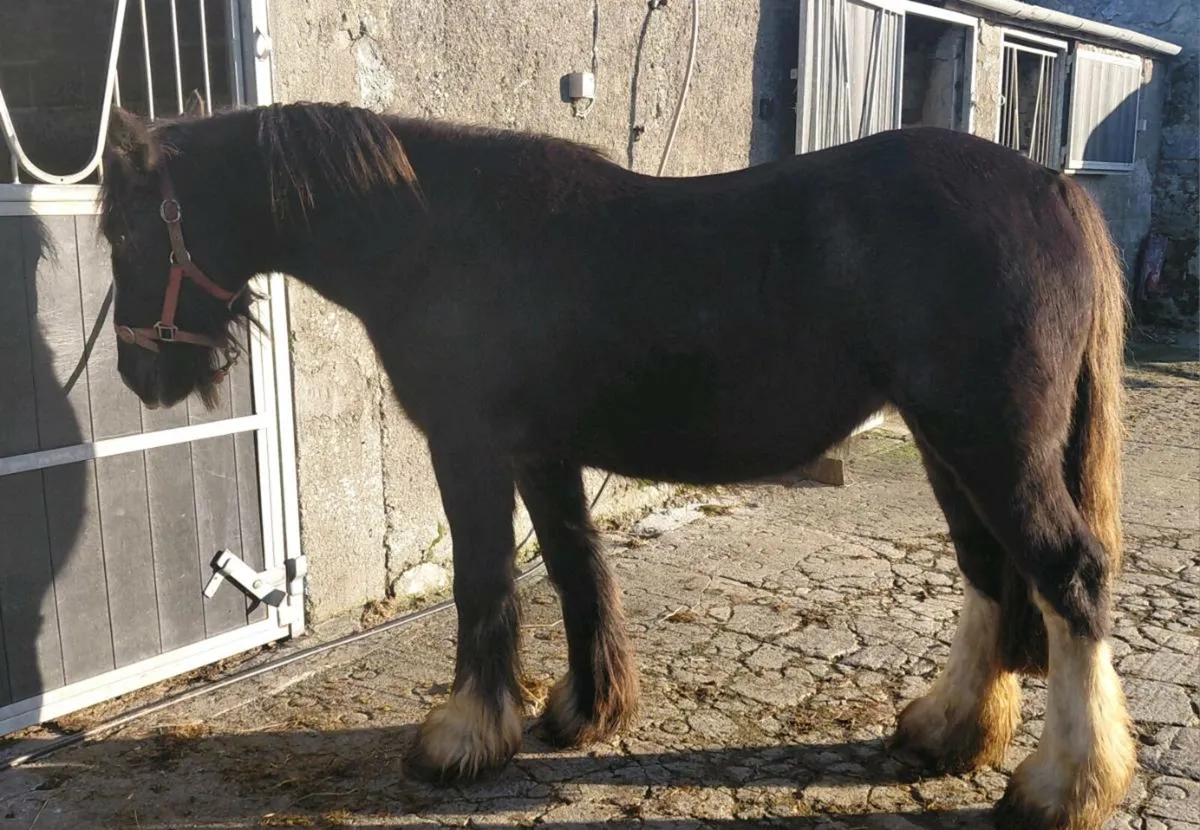 3yrs cob filly - Image 2