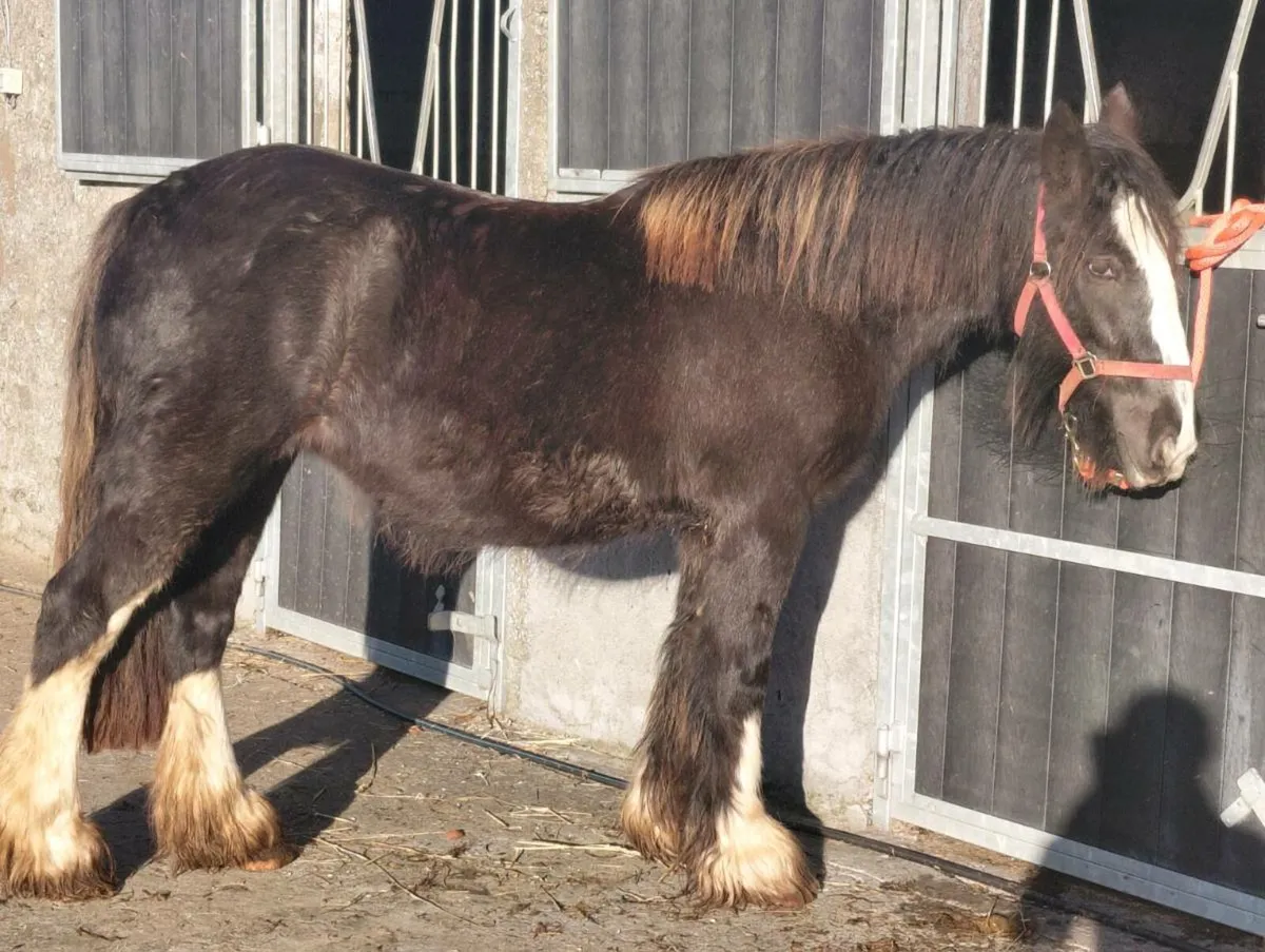 3yrs cob filly - Image 3