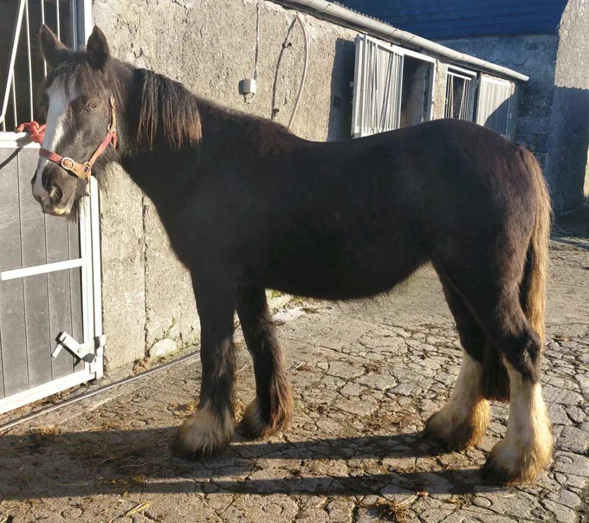 3yrs cob filly - Image 4