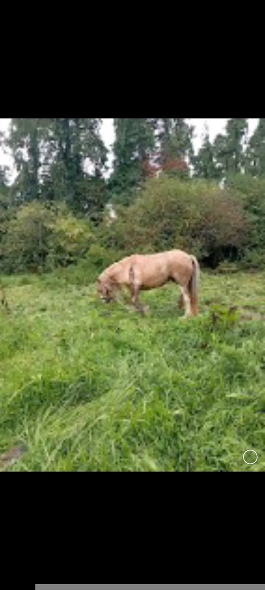 Cob type palamino mare - Image 1