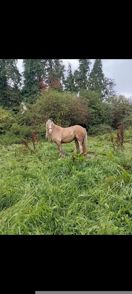 Cob type palamino mare - Image 3