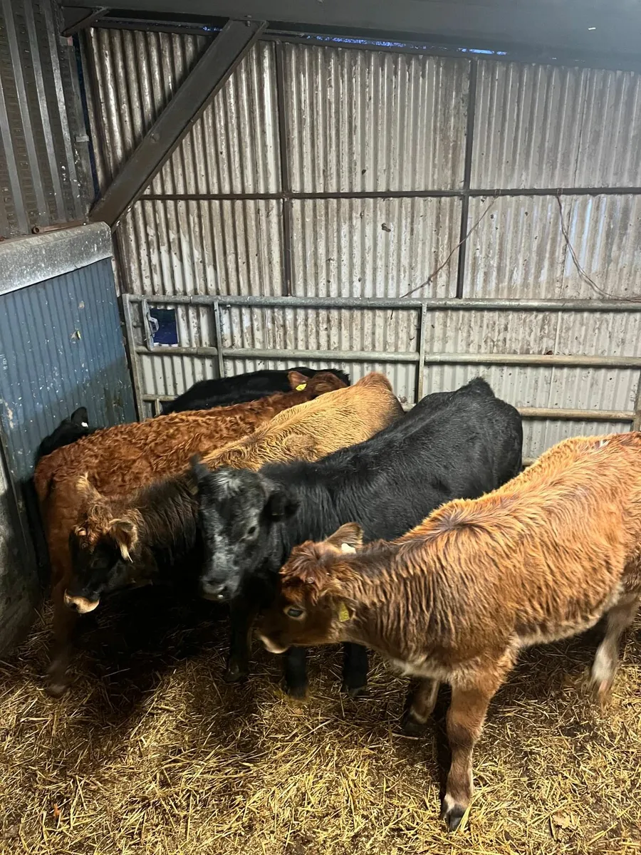 Organic Cattle Full Symbol - Image 1