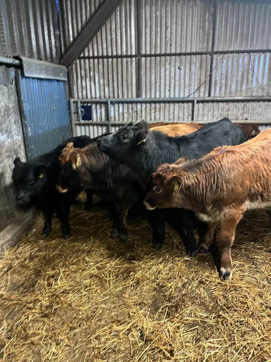 Organic Cattle Full Symbol - Image 2