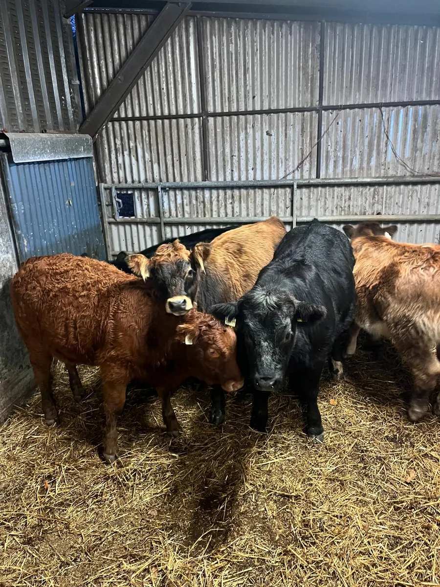 Organic Cattle Full Symbol - Image 3