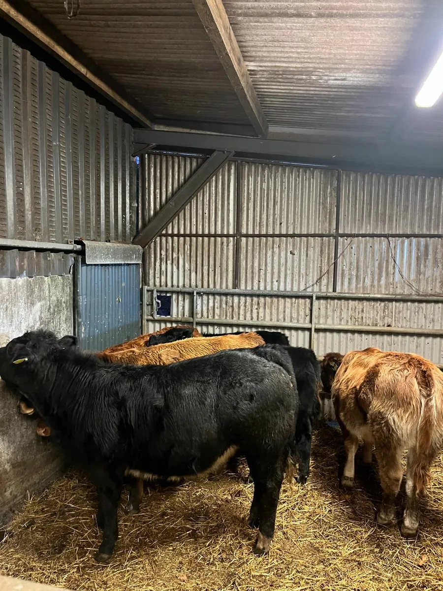 Organic Cattle Full Symbol - Image 4