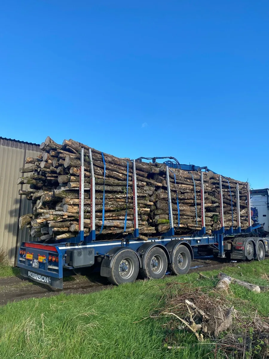 Firewood timber - Image 2