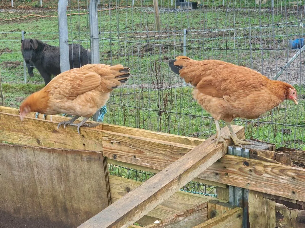 POL PULLETS BALLYNAHINCH AREA - Image 2