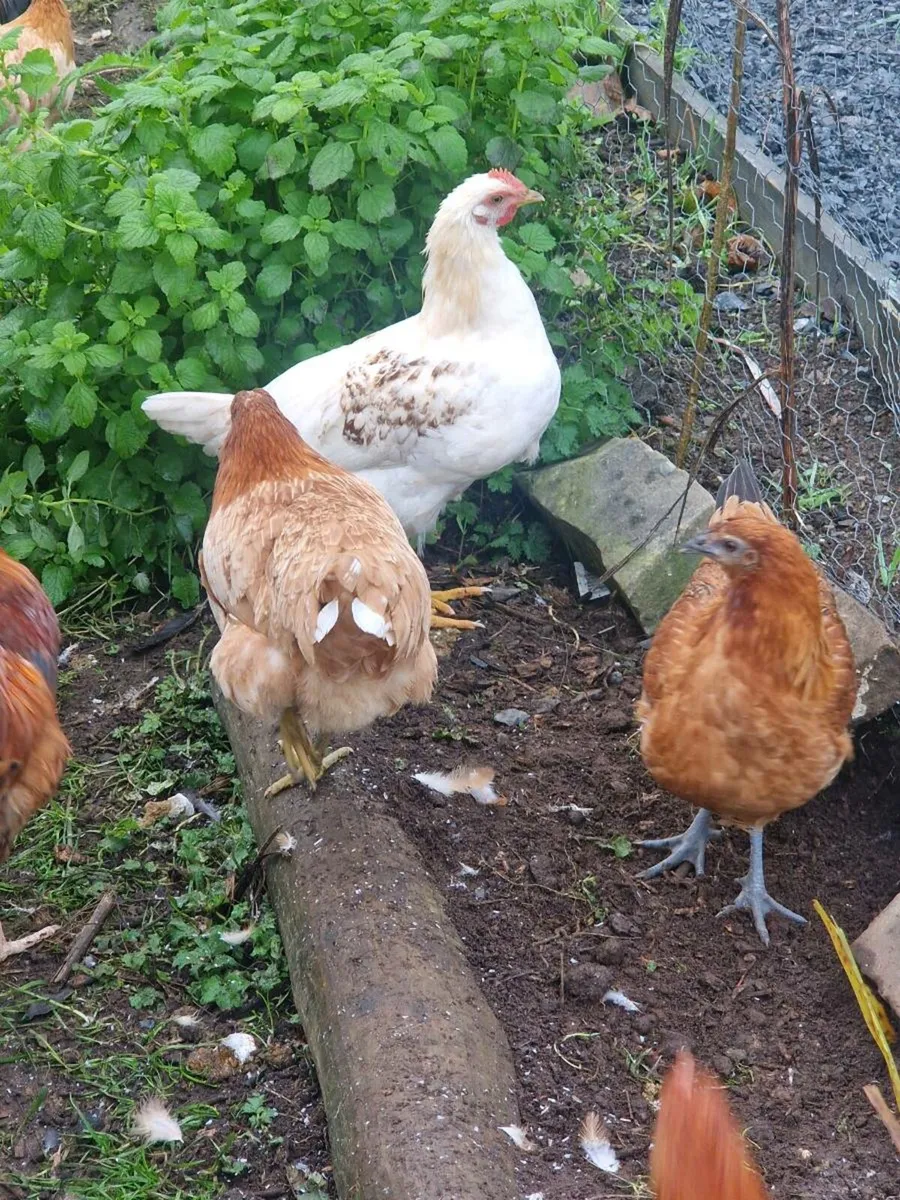 POL PULLETS BALLYNAHINCH AREA - Image 3