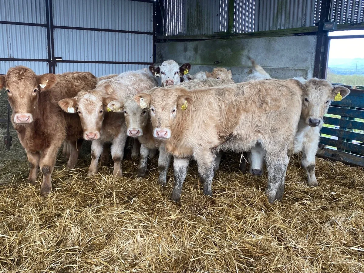 10 Super Heifer Weanlings - Image 1