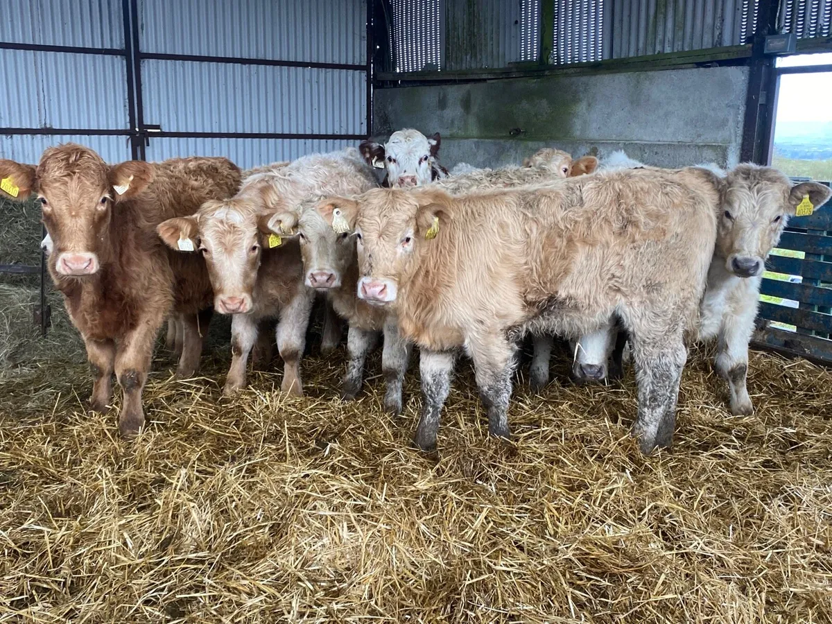 10 Super Heifer Weanlings - Image 2