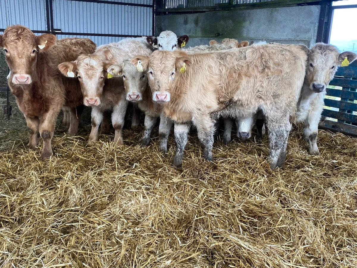 10 Super Heifer Weanlings - Image 3