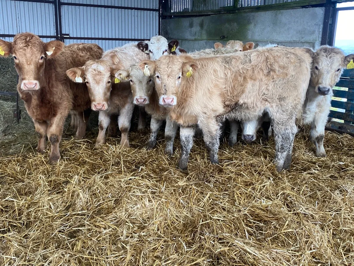 10 Super Heifer Weanlings - Image 4