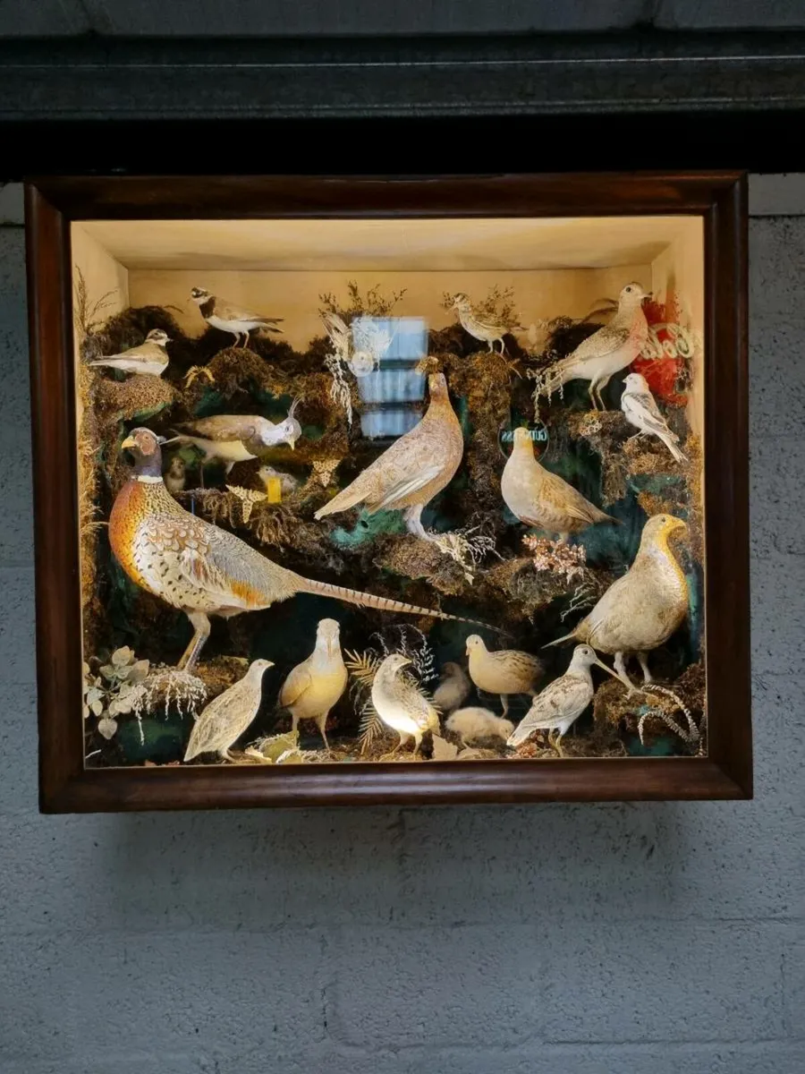 21 Bird Taxidermy Display  (Circa 1937) - Image 2