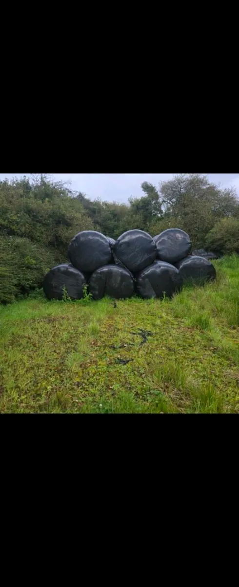 1st and 2nd cut Silage - Image 2