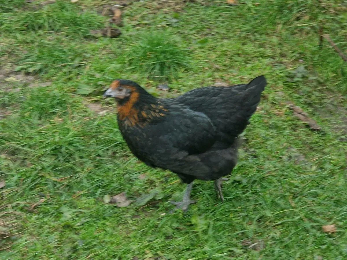 POL PULLETS BALLYNAHINCH AREA - Image 4