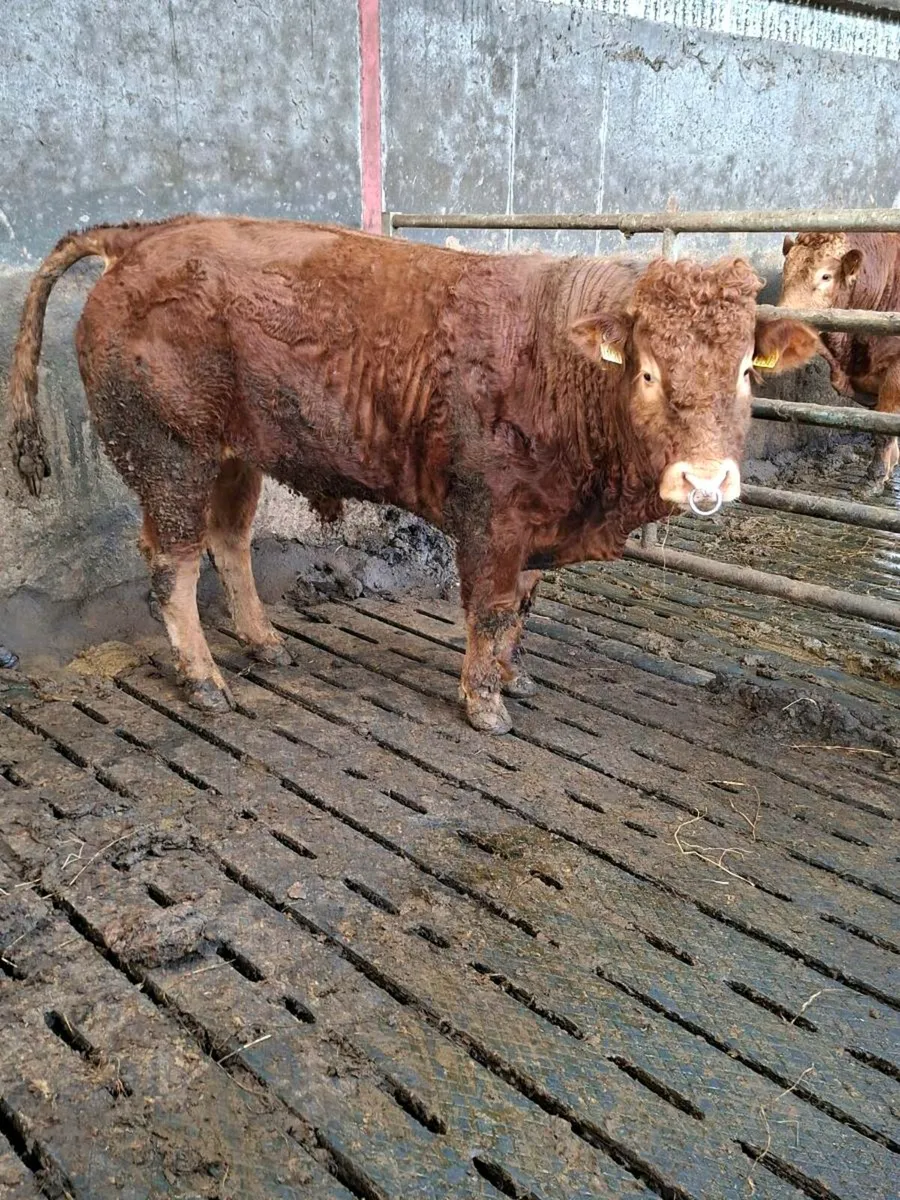 5 Star Pbr Limousin Bulls - Image 1