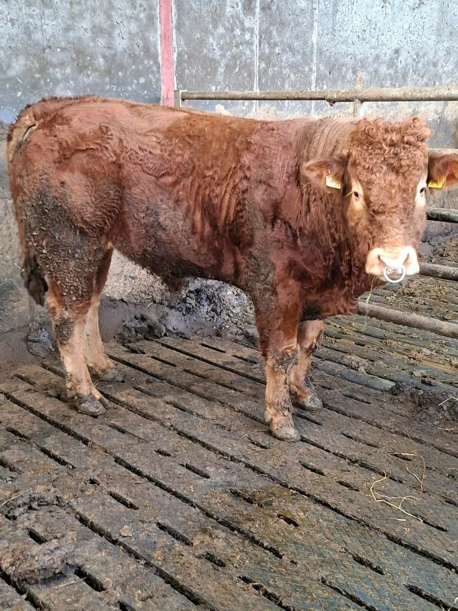 5 Star Pbr Limousin Bulls - Image 2