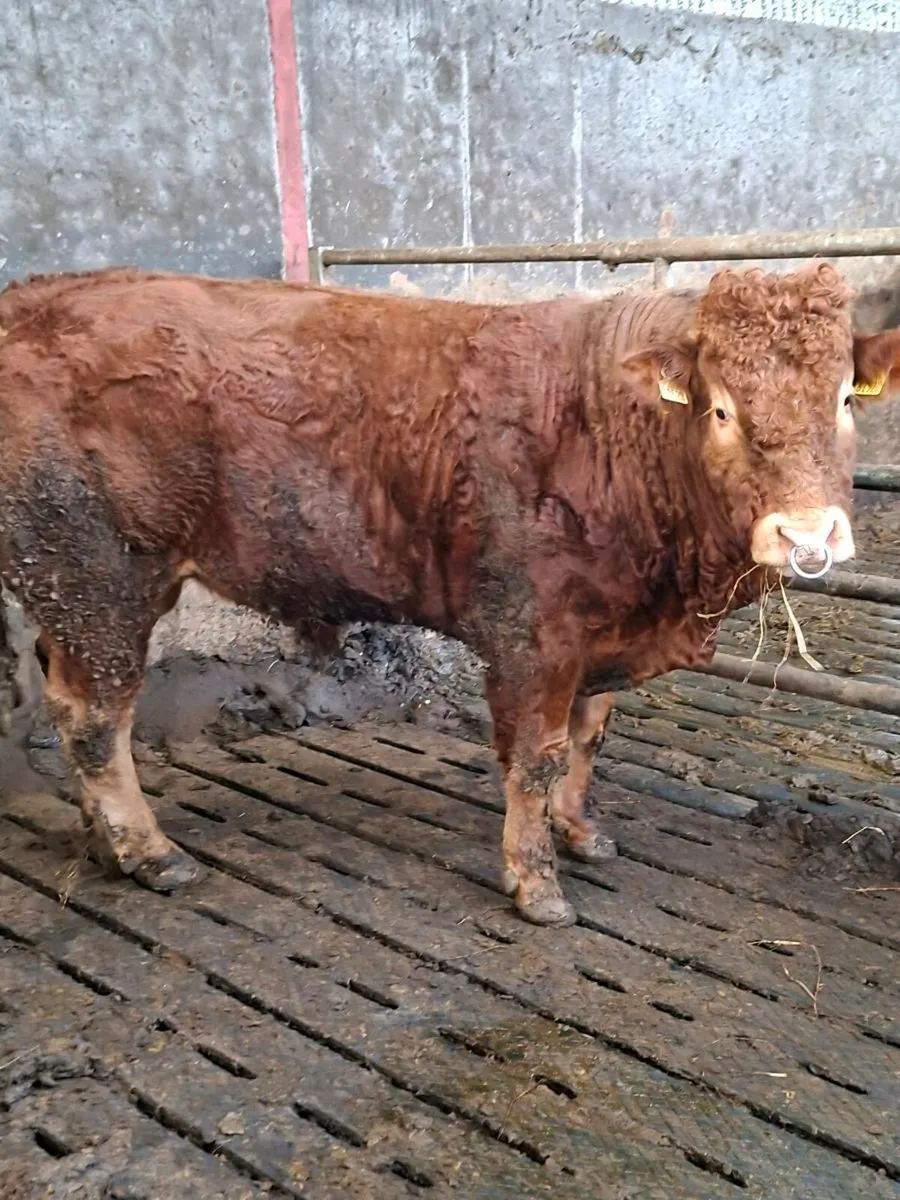 5 Star Pbr Limousin Bulls - Image 3