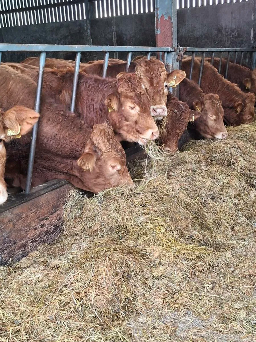 5 Star Pbr Limousin Bulls - Image 4