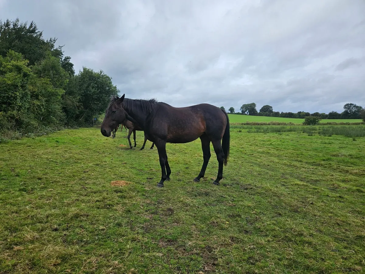 National hunt mare - Image 2