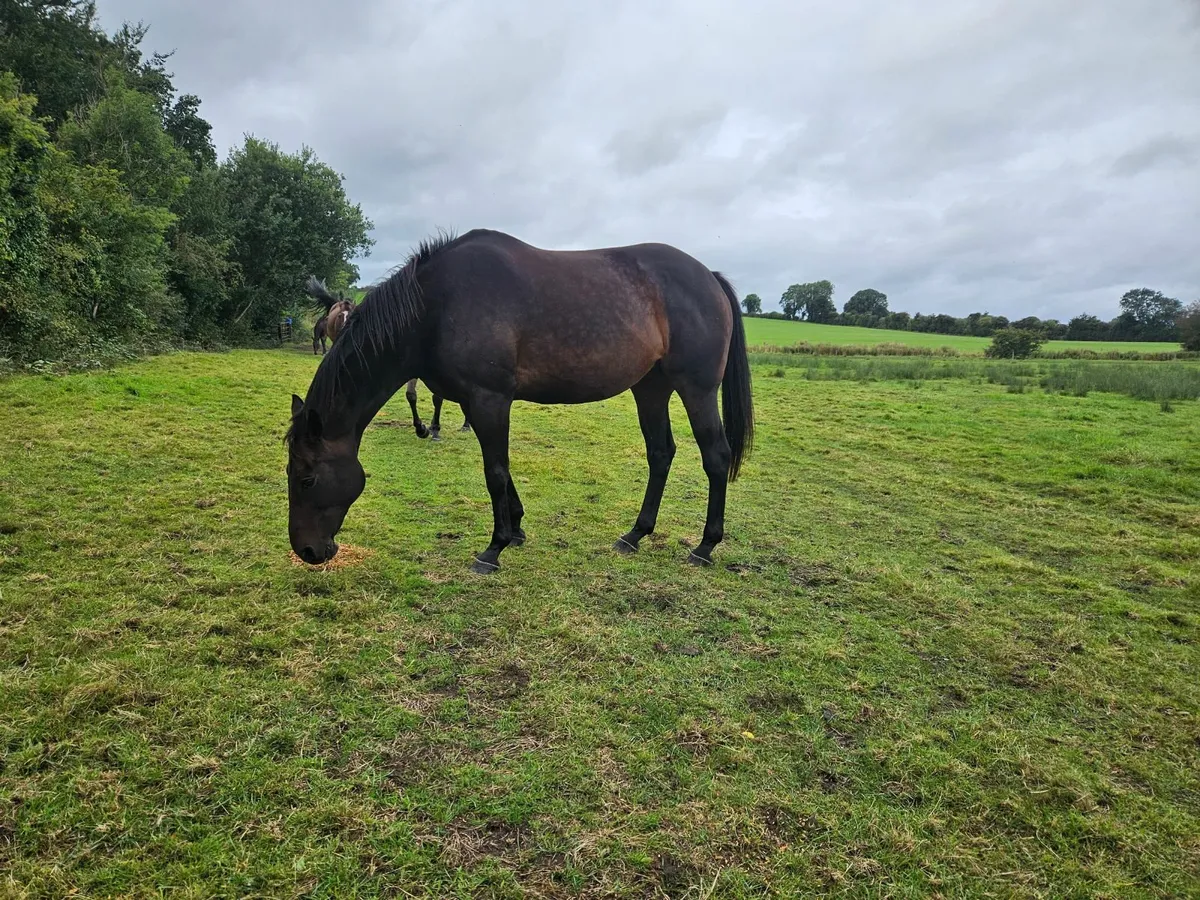 National hunt mare - Image 3