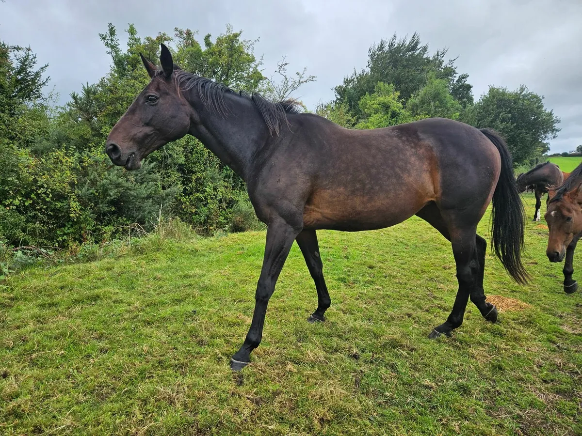 National hunt mare - Image 1