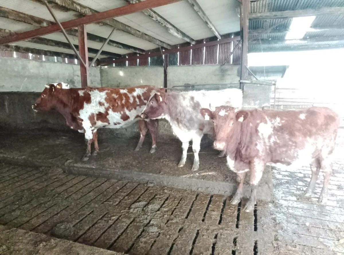 Dairy shorthorn organic heifers - Image 1