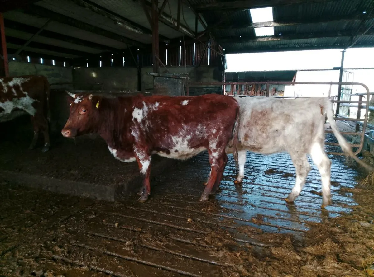 Dairy shorthorn organic heifers - Image 2